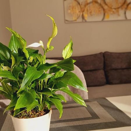 Comfy Apartment- Sunny Balcony Tirana Buitenkant foto