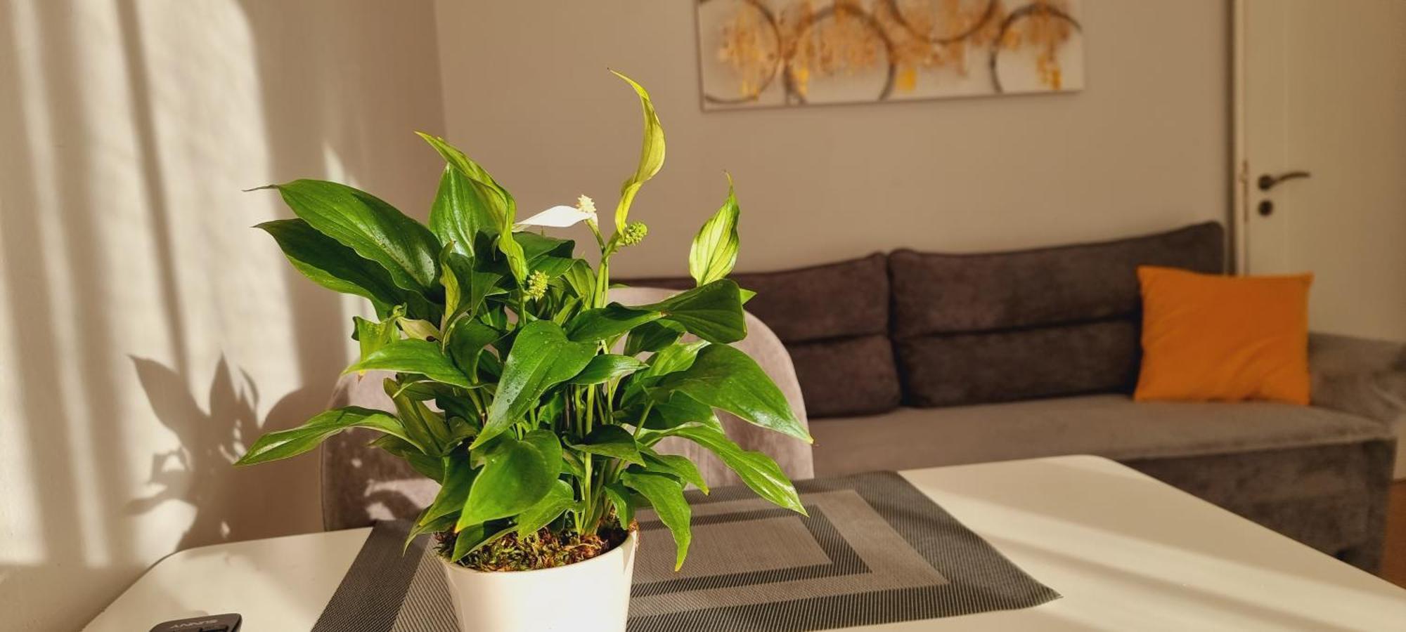 Comfy Apartment- Sunny Balcony Tirana Buitenkant foto